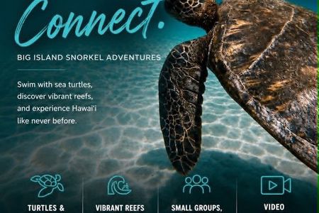 Hawaiian Sea Turtle & Reef Snorkel