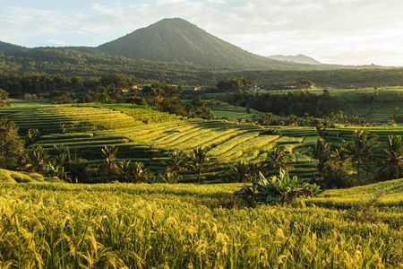 Jatiluwih UNESCO Rice Terrace with Monkey Forest and Bali Swing