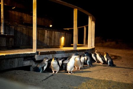 Phillip Island Small-Group Penguins & Wine Tour from Melbourne