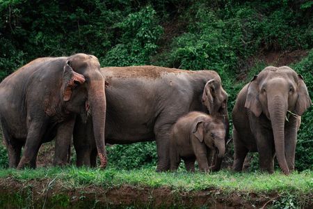 Chiang Mai Elephant Sanctuary, Bamboo Rafting and Waterfall Tour