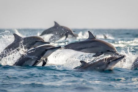 Velavan Whale, Dolphins Watching in Nilaveli