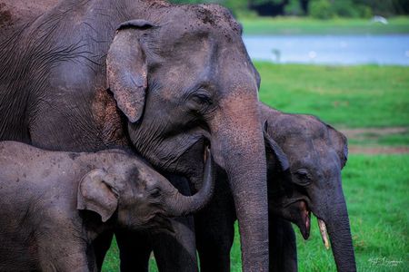 Minneriya National Park Private Jeep Safari with Expert Guide