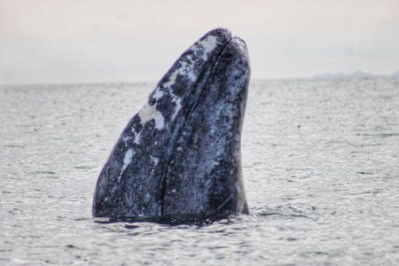 Grey Whale Watching in Magdalene Bay