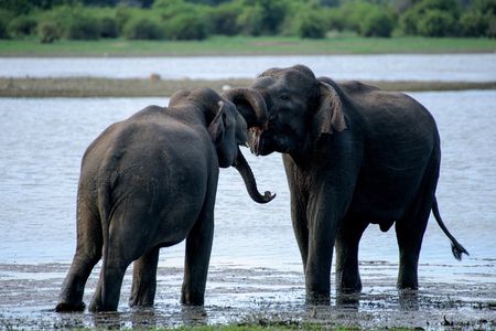 Minneriya National Park Half Day Private Safari With Expert Guide