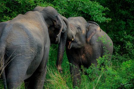 Minneriya National Park Half Day Private Safari With Expert Guide