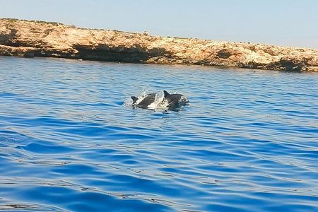 Dolphin Spotting Tour from St Pauls Bay Malta Experience