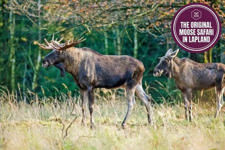 Moose Safari with Experienced Local Guide - Rovaniemi