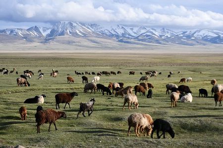 Kyrgyzstan 5-Days Song Kul Lake,Issyk Kul Lake & Kok Jaiyk Valley