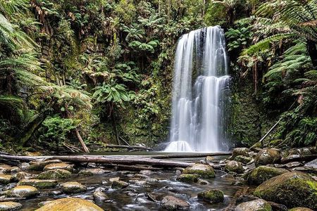 Otway Fly Treetop Walk Waterfalls and Redwood Tour from Melbourne