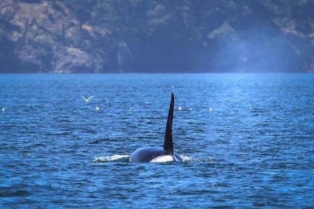 Port Townsend Wildlife Watching Cruise
