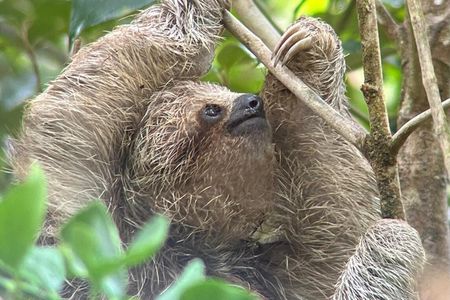 Private Sloth Frogs Waterfall Coffee and Chocolate Experience