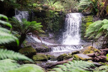 Hobart Shore Excursion: Mt. Field, Russell Falls & Wildlife