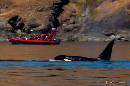 Port Townsend Wildlife Watching Cruise