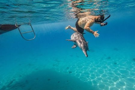 Luxury Private Speedboat Dolphin House Snorkeling Adventure