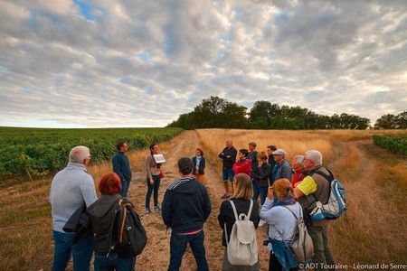 Tour of a Vineyard, Winery & Cellar with Wine Tasting in Vouvray, Loire Valley