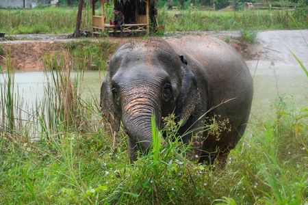 Wildlife Watching Adventure in Ao Nang