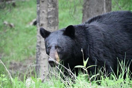 Banff Highlights and Wildlife Small Group Tour with Gondola
