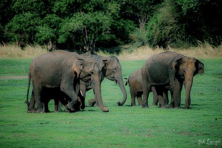 Minneriya National Park Half Day Private Safari With Expert Guide
