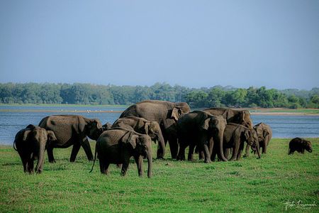 Minneriya National Park Half Day Private Safari With Expert Guide