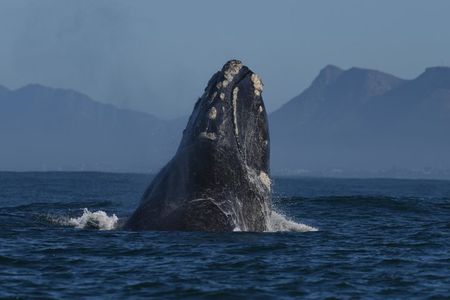Shared Hermanus Boat Based Whale Watching and Penguin Adventure