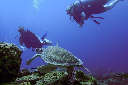 Personalized Guided Shore Dive in Curaçao 1 or 2 Tanks