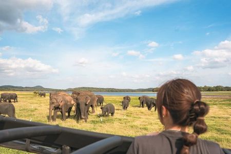Minneriya National Park Elephant Safari Tour