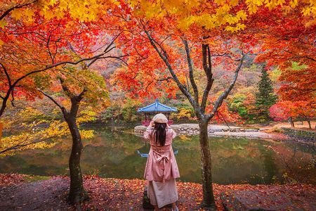 Naejangsan National Park Autumn Foliage One Day Tour from Seoul