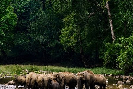 Anakulam Jeep Safari Tour with Waterfalls and Wild Elephants