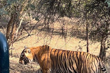 6-Days Golden Triangle Tour With Ranthambore & Jhalana Safari