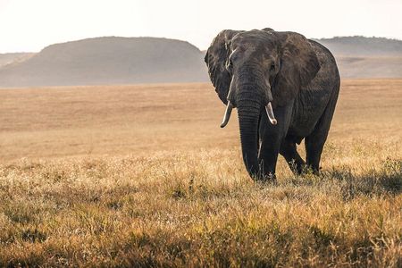 4 Day Signature Family Wildlife Adventure Masai Mara Safari