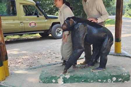 3 days Chimpanzee tracking Kibale Uganda