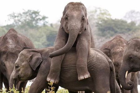 Minneriya Elephant Safaris
