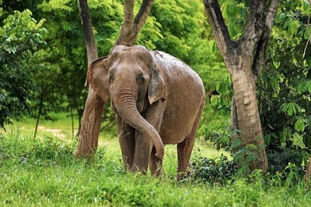 Ethical Elephant Observation by Samui Elephant Sanctuary