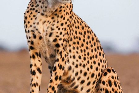 From Nairobi: 4 Days 3 Nights Masai Mara Lake Nakuru Safari