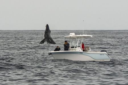 Premier Whale and Dolphin Watching