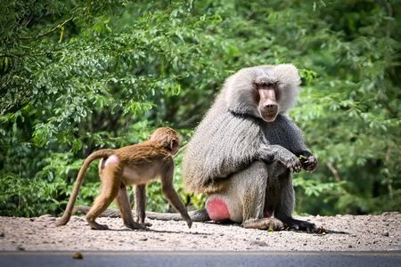Blue Nile Gorge Gelada Baboons and Debre Libanos Tour