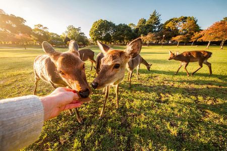 Best of Kyoto and Nara Highlights Day Tour from Osaka (7~9 spots)