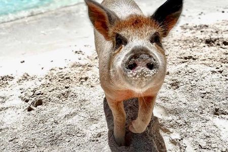 Path to Paradise: Swimming Pigs Adventure | Rose Island