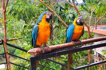 Macaw Sanctuary and City View