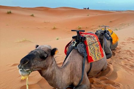 6 Day desert tour from Marrakech to Fez [ 2nights in desert ]