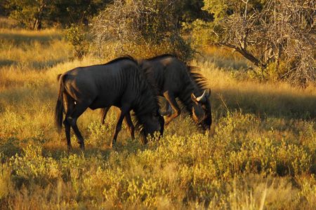Chobe Full Day Trip