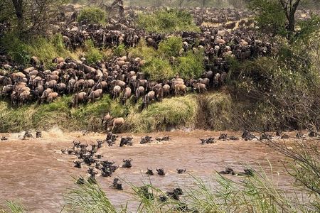 5-Day Great Migration Safari from Tanzania, Mara River and Big 5