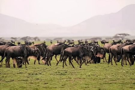 5-Day Great Migration Safari from Tanzania, Mara River and Big 5