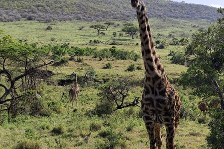 7 Day Kenya Highlights Amboseli to Masai Mara
