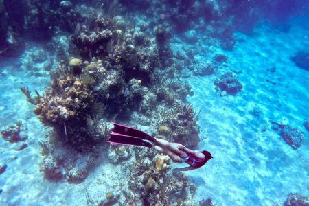Snorkel Beaches and Pigs Shoreline Tour