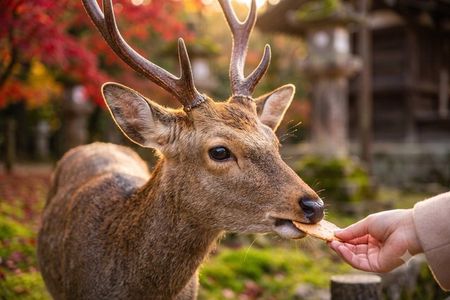 Nara: Must-see attractions tour with English-Speaking Guide