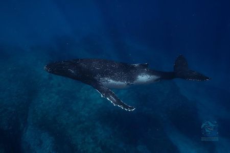 Swim with Humpback Whales Adventure
