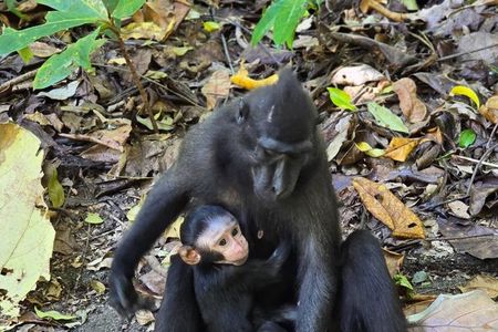 North Sulawesi and Gorontalo Tour Experience