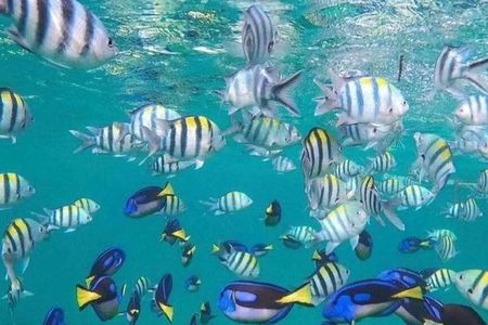 Zanzibar Blue Lagoon Snorkeling Star Fish Sandbank and Magrove