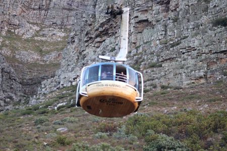 Private Boulder Beach Penguins and Table Mountain Half-Day Tour